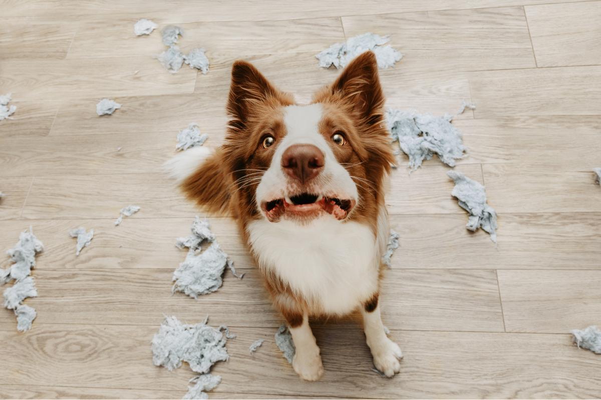 Ansiedad en perros - Síntomas, causas, tratamiento y remedios