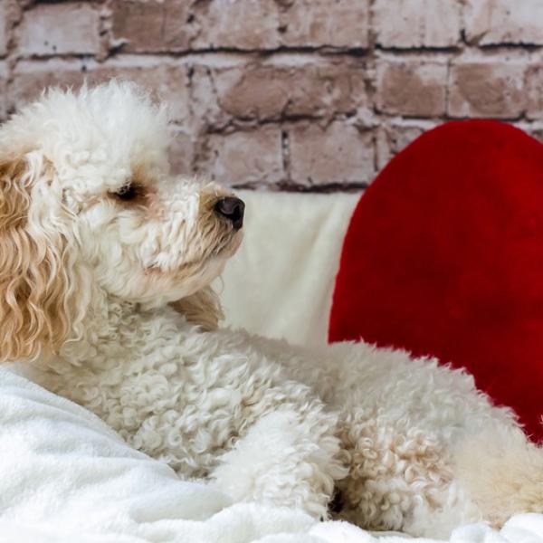 con qué frecuencia debo alimentar a mi caniche toy