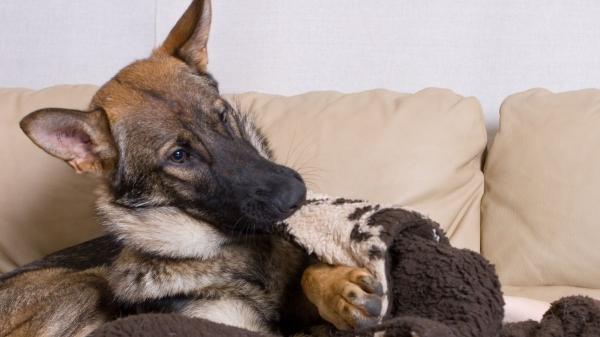 Nooking: el curioso comportamiento de los perros del que todo el mundo habla (y lo que significa realmente) - ¿Cuándo el nooking puede convertirse en un problema?