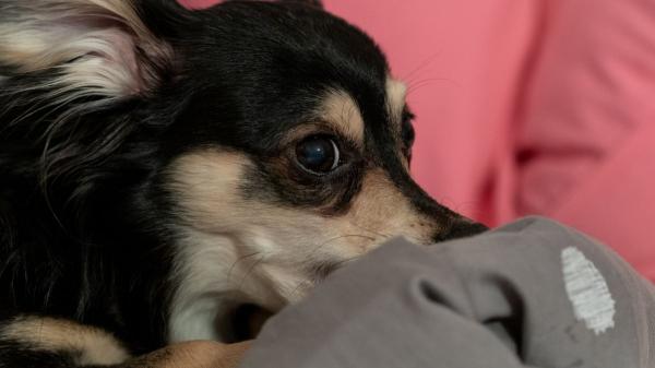 Nooking: el curioso comportamiento de los perros del que todo el mundo habla (y lo que significa realmente) - Esto es lo que tu perro intenta decir cuando hace nooking