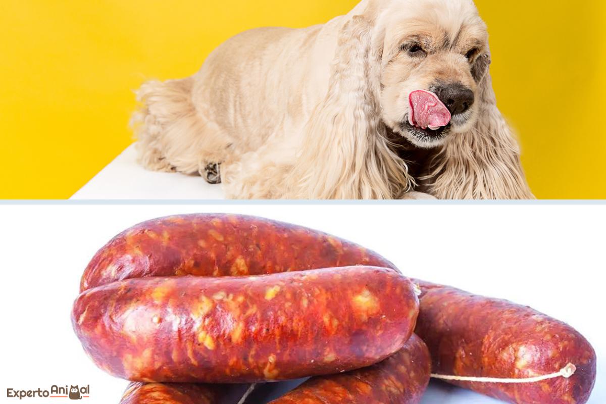 ¿Los perros pueden comer chorizo?