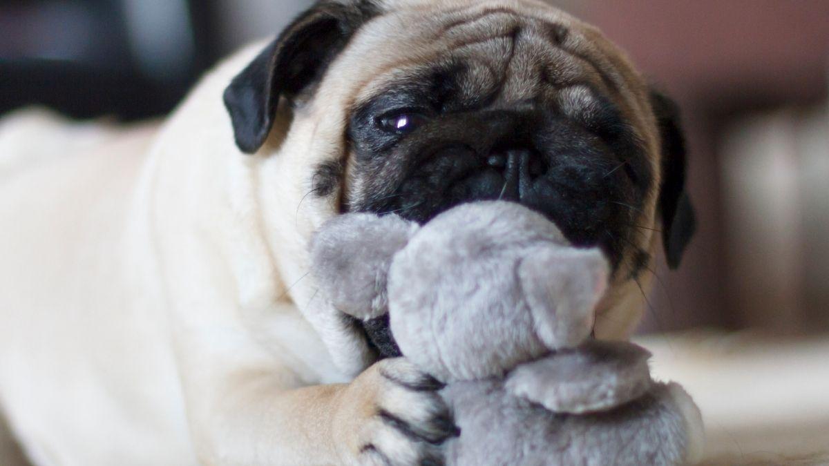 Nooking: el curioso comportamiento de los perros del que todo el mundo habla (y lo que significa realmente)