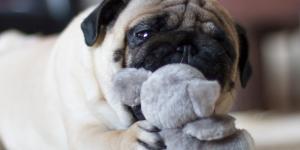 Nooking: el curioso comportamiento de los perros del que todo el mundo habla (y lo que significa realmente)