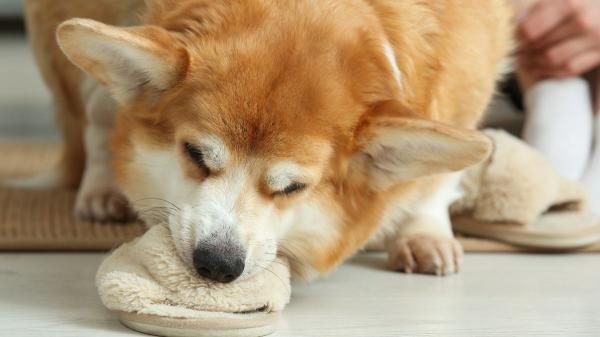 Nooking: el curioso comportamiento de los perros del que todo el mundo habla (y lo que significa realmente) - ¿Qué es el nooking en perros y por qué se ha vuelto viral?