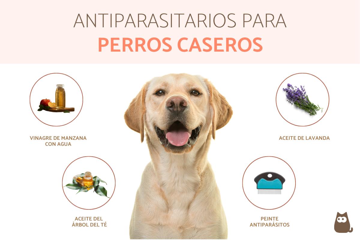 Remedios caseros para desparasitar perros