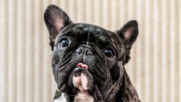 ¿Por qué los bulldogs tienen tantos problemas respiratorios? La realidad tras su anatomía que debes conocer - El paladar blando alargado y sus riesgos