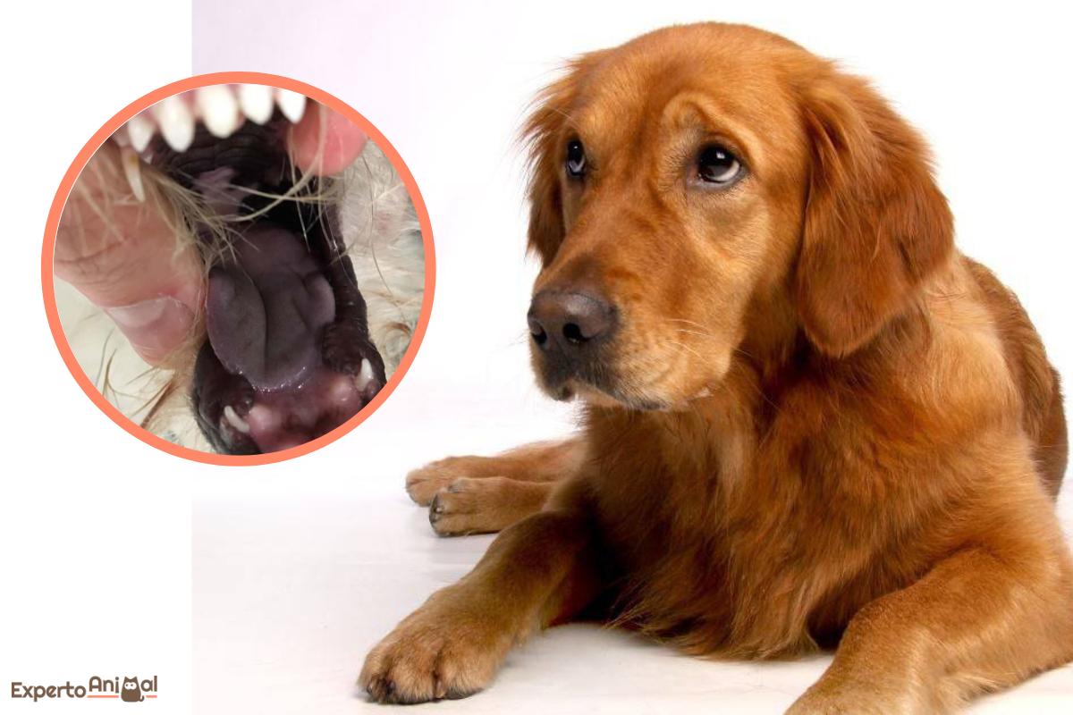 Necrosis de lengua en perros - Causas y tratamiento