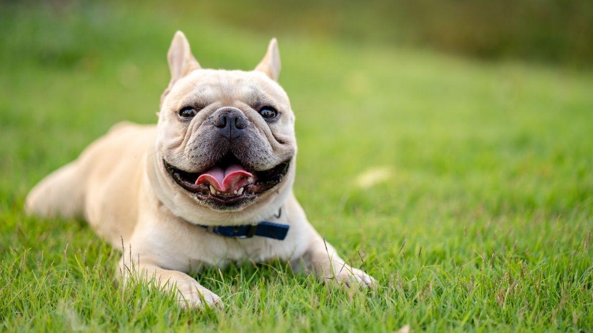 ¿Por qué los bulldogs tienen tantos problemas respiratorios? La realidad tras su anatomía que debes conocer