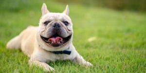 ¿Por qué los bulldogs tienen tantos problemas respiratorios? La realidad tras su anatomía que debes conocer