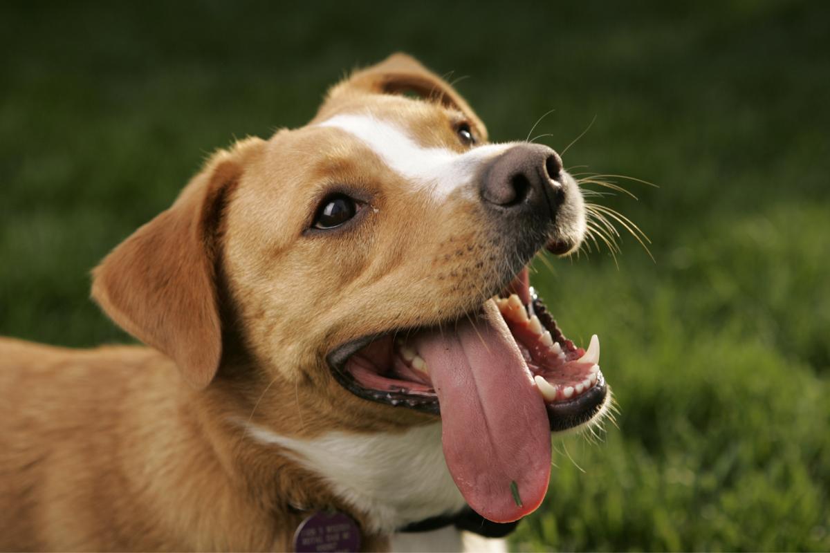 ¿Por qué los perros sacan la lengua?