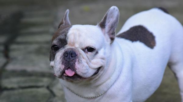 ¿Por qué los bulldogs tienen tantos problemas respiratorios? La realidad tras su anatomía que debes conocer - Razas de perros de cara chata y sus problemas respiratorios