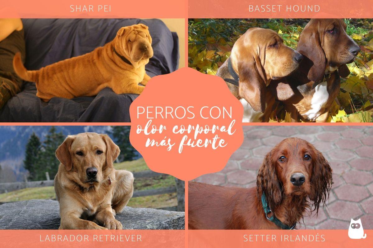 Razas de perros que más huelen