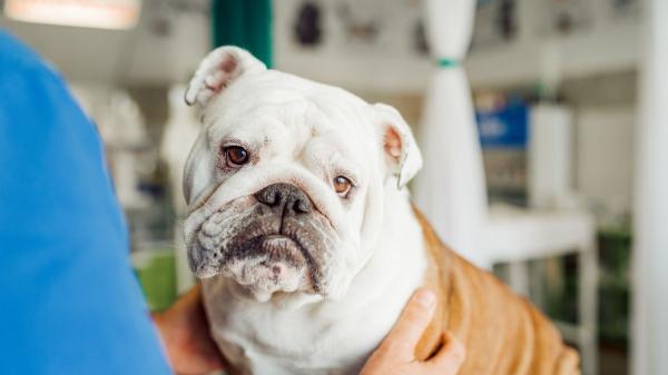 ¿Por qué los bulldogs tienen tantos problemas respiratorios? La realidad tras su anatomía que debes conocer - Tratamientos efectivos para mejorar su respiración