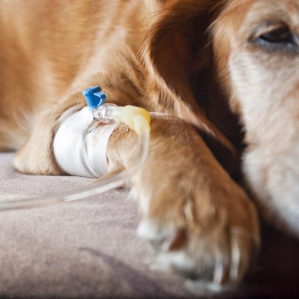 son los lipomas en perros dolorosos