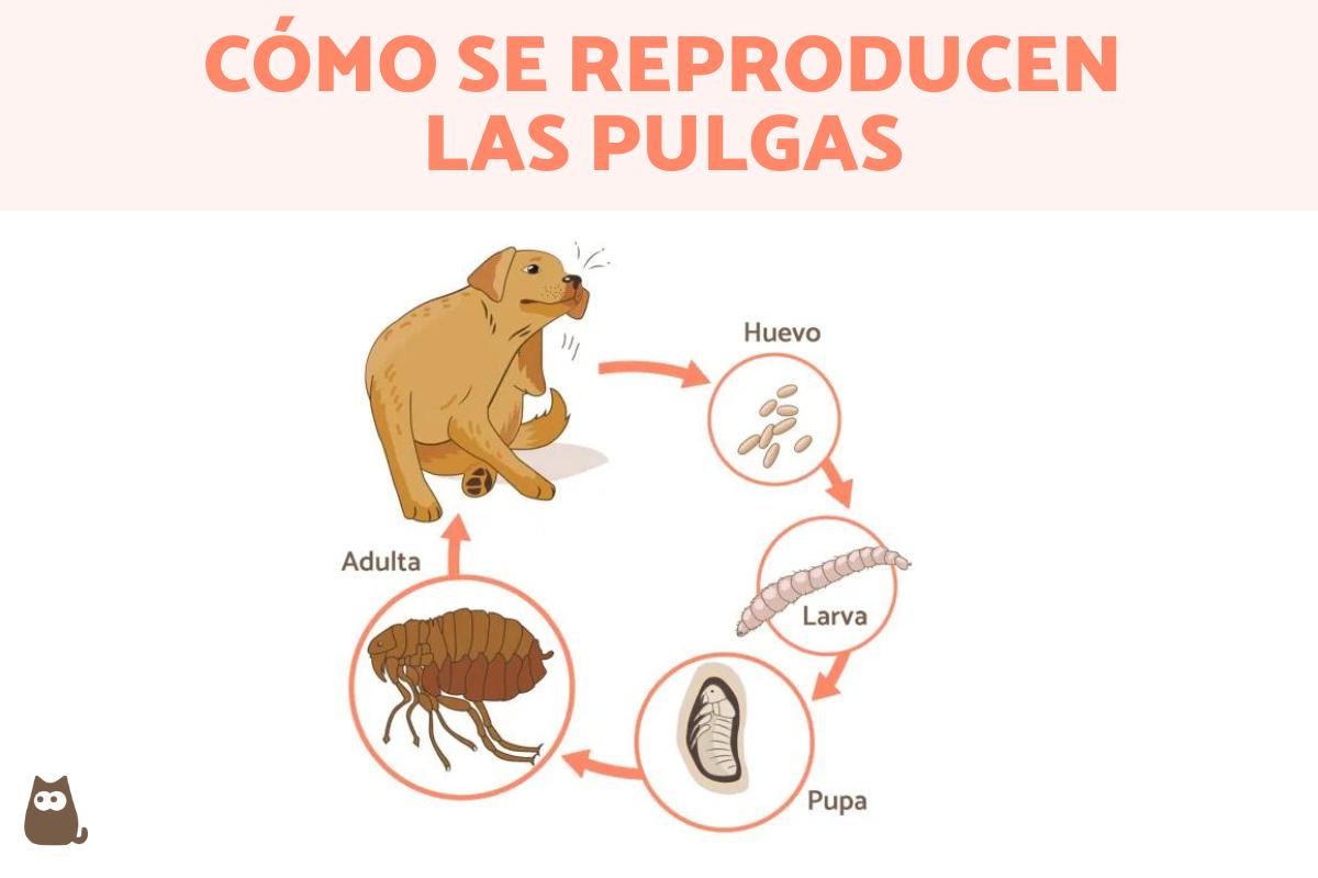 ¿Cómo se reproducen las pulgas?