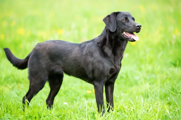 son buenos perros de caza los labradores ingleses