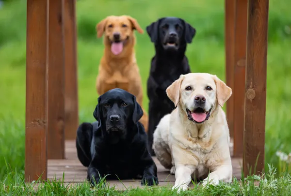 son buenos perros de caza los labradores ingleses