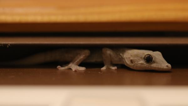 Si ves una salamanquesa en las paredes de tu casa, no la asustes: esto es lo que significa realmente - Ni venenosas ni agresivas: la realidad sobre las salamanquesas