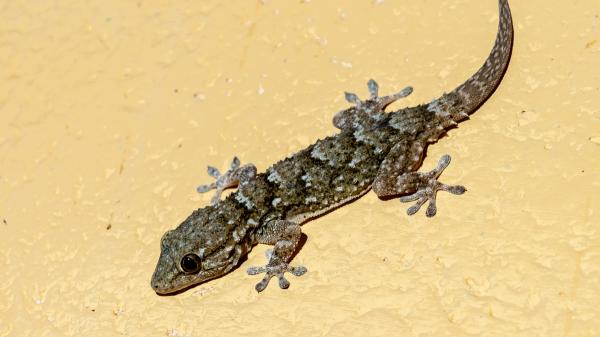 Si ves una salamanquesa en las paredes de tu casa, no la asustes: esto es lo que significa realmente - ¿Por qué las salamanquesas eligen nuestras casas?