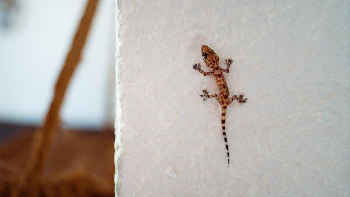 Si ves una salamanquesa en las paredes de tu casa, no la asustes: esto es lo que significa realmente