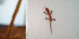 Si ves una salamanquesa en las paredes de tu casa, no la asustes: esto es lo que significa realmente