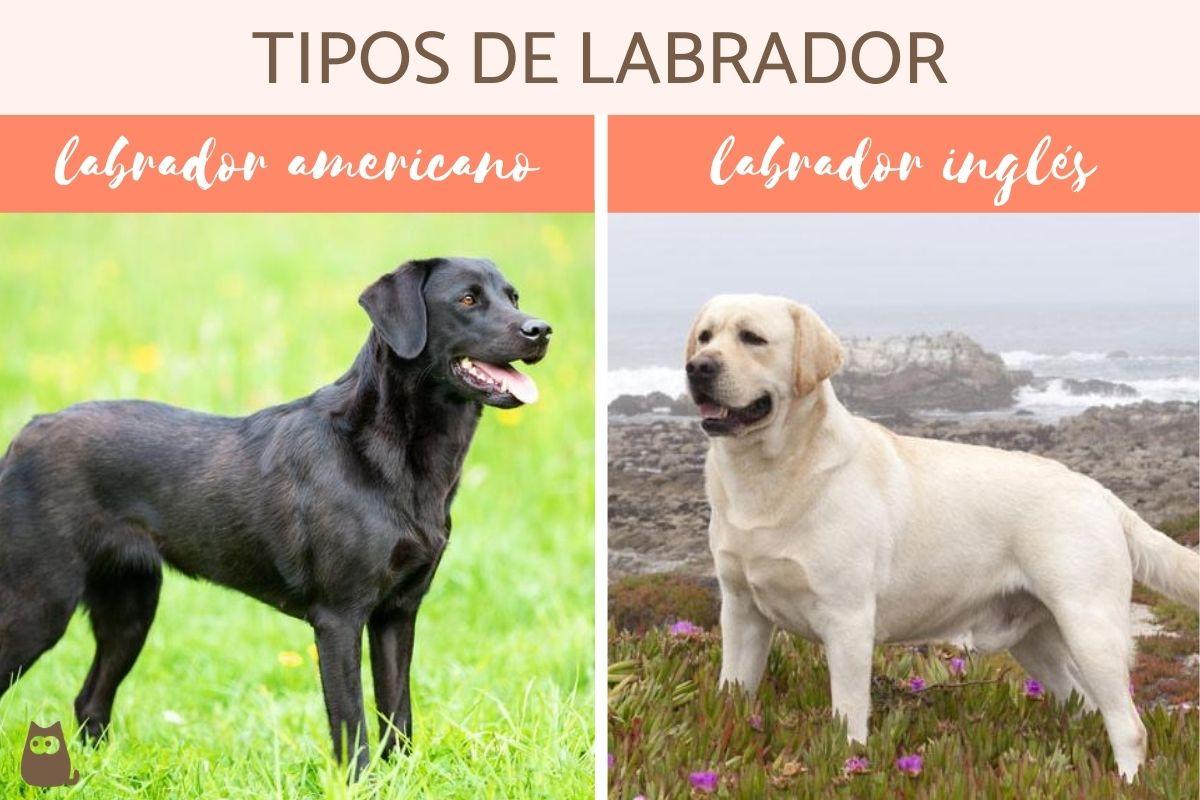 Tipos de labrador