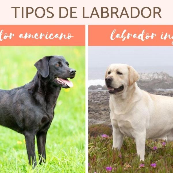 son buenos perros de caza los labradores ingleses