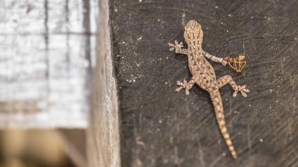 Si ves una salamanquesa en las paredes de tu casa, no la asustes: esto es lo que significa realmente - Un “insecticida” natural y gratuito en tus paredes