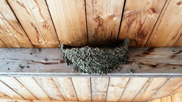 Lo que realmente significa tener un nido de golondrina en tu casa (y por qué no debes tocarlo) - Estas son las razones por las que las golondrinas anidan en viviendas