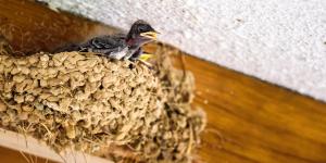 Lo que realmente significa tener un nido de golondrina en tu casa (y por qué no debes tocarlo)