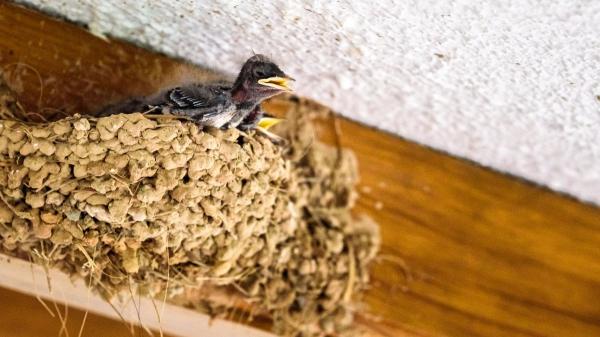 Lo que realmente significa tener un nido de golondrina en tu casa (y por qué no debes tocarlo)