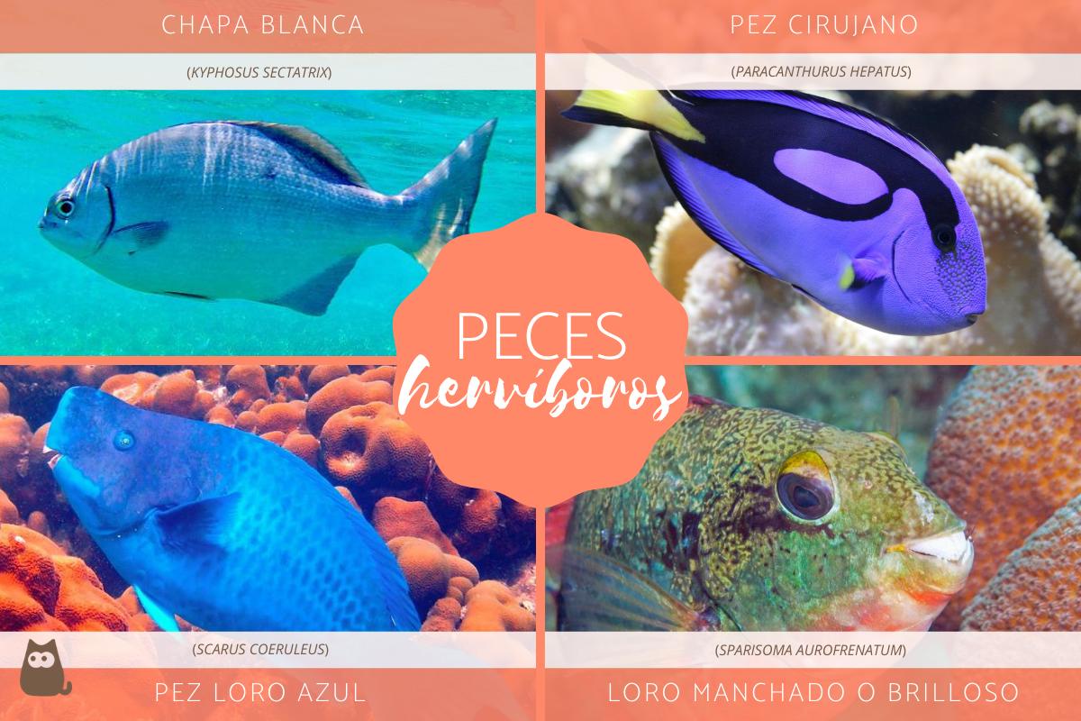 Peces herbívoros - Tipos, nombres y ejemplos