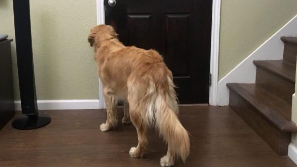 Los veterinarios coinciden: los perros que se alegran mucho cuando sus tutores vuelven a casa no siempre están felices, puede ser ansiedad por separación - Condicionamiento positivo: el perro aprende que saludar así le funciona