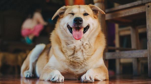 Los veterinarios coinciden: los perros que se alegran mucho cuando sus tutores vuelven a casa no siempre están felices, puede ser ansiedad por separación - Cuando el saludo sí puede ser simplemente alegría