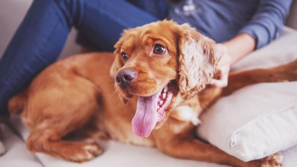 Los veterinarios coinciden: los perros que se alegran mucho cuando sus tutores vuelven a casa no siempre están felices, puede ser ansiedad por separación - El vínculo de apego que explica la reacción de un perro cuando su tutor vuelve a casa