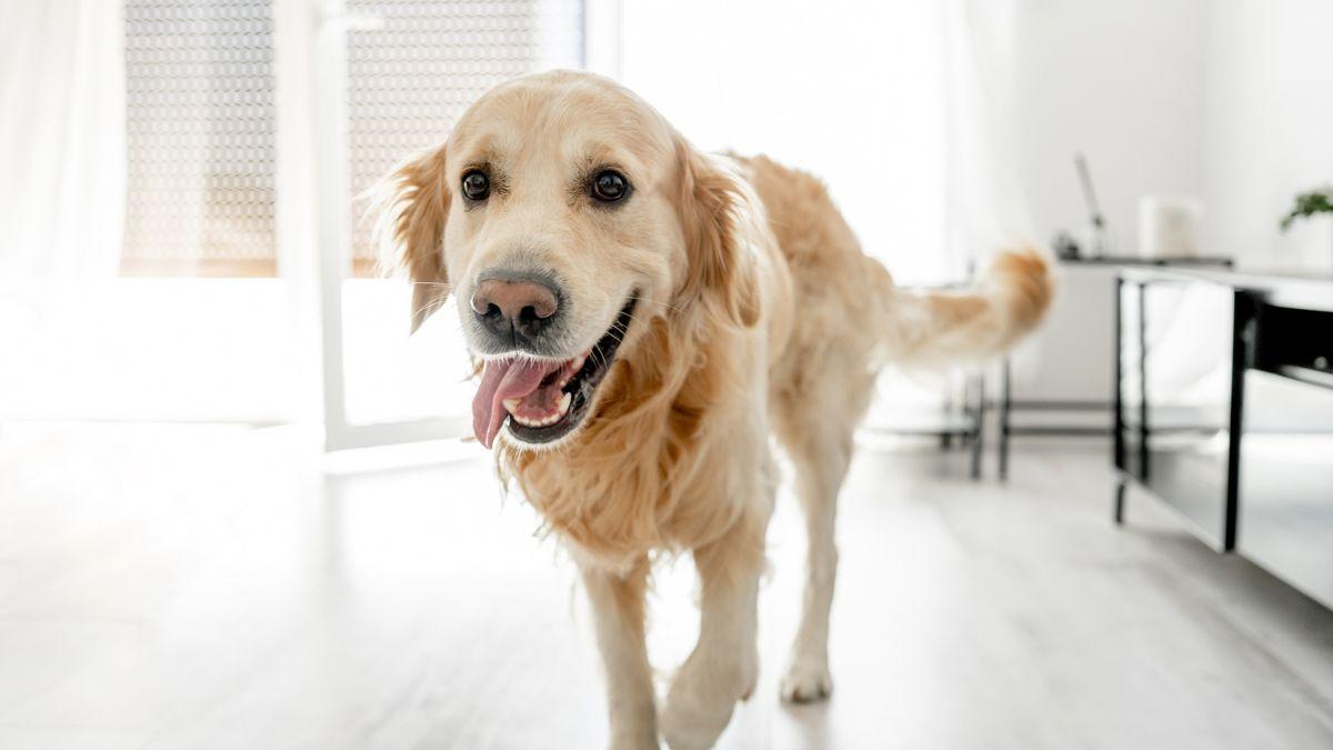 Los veterinarios coinciden: los perros que se alegran mucho cuando sus tutores vuelven a casa no siempre están felices, puede ser ansiedad por separación