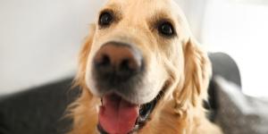 Los veterinarios coinciden: los perros que se alegran mucho cuando sus tutores vuelven a casa no siempre están felices, puede ser ansiedad por separación