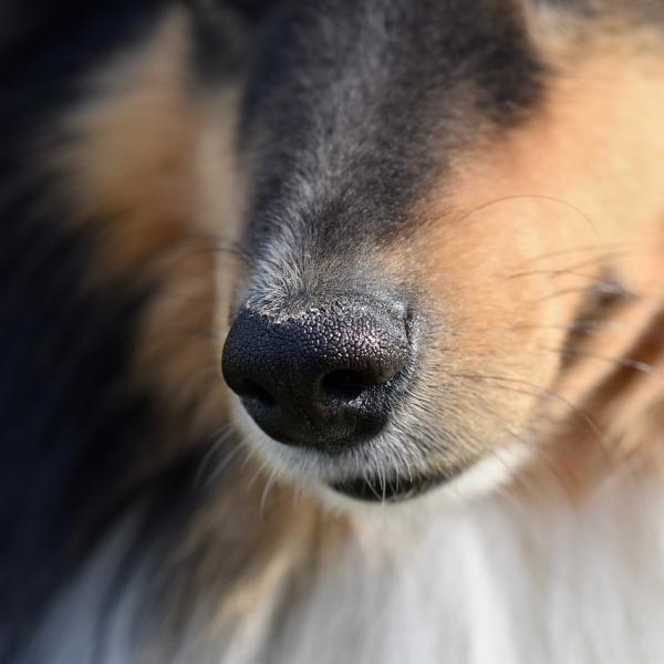 como se llaman los perros con bigote