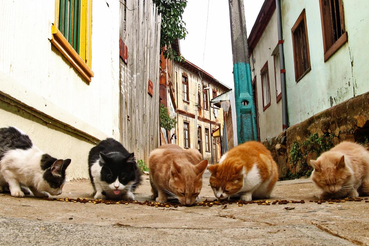 ¿Se puede dar de comer a los gatos callejeros?