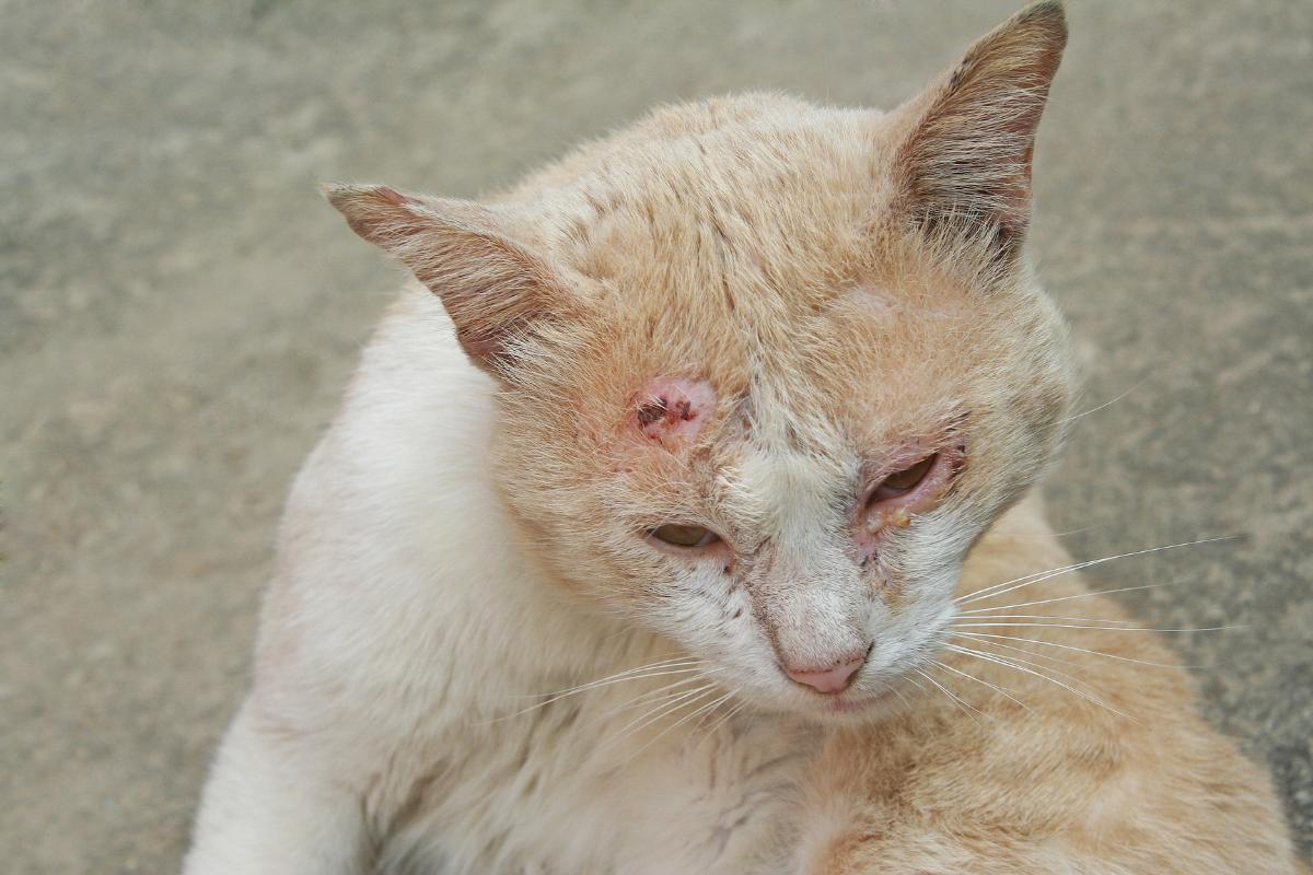 Tratamientos caseros para las costras en gatos