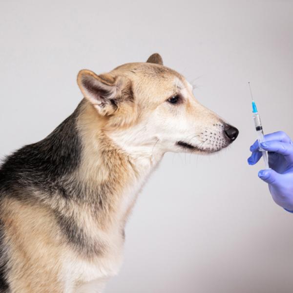 los perros diabéticos pueden tomar glucosamina