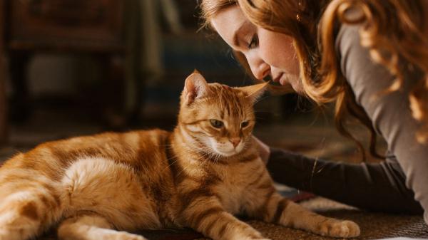 Ni fríos ni indiferentes: lo que la ciencia está descubriendo sobre el apego de los gatos a sus cuidadores - La clave del debate: los gatos expresan el cariño de manera más sutil que los perros