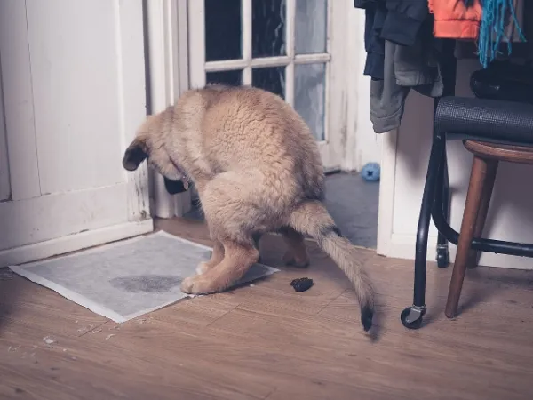 porque mi perro hace pis y caca en casa