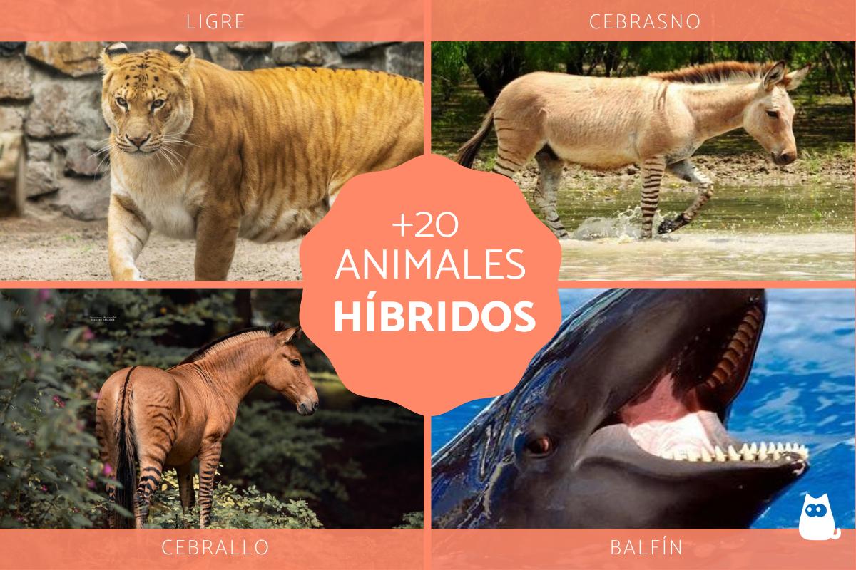 Animales híbridos reales - Ejemplos y características