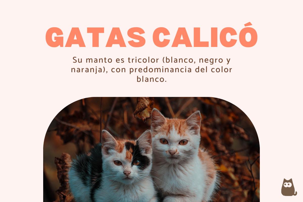 Gatos calicó: significado y características
