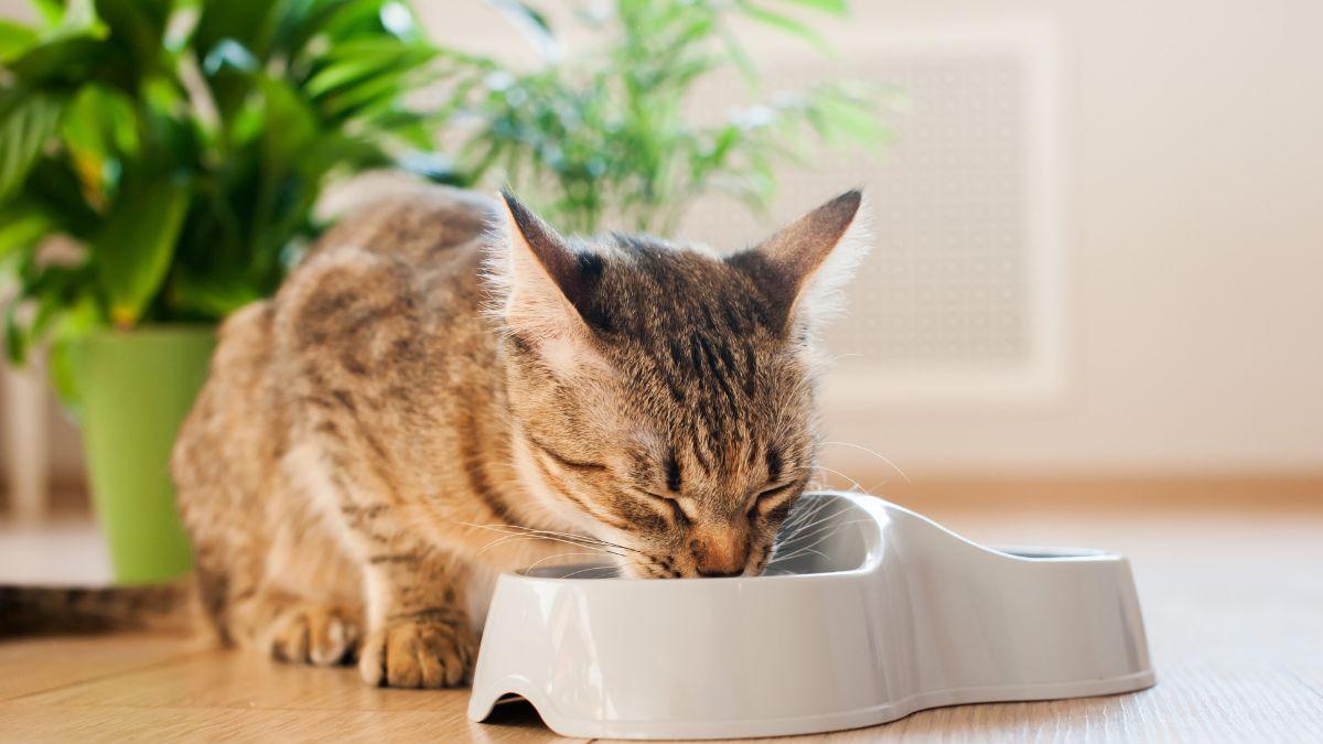 Los veterinarios coinciden: “La comida de los gatos debe estar lejos del agua y del arenero”