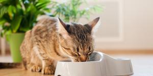 Los veterinarios coinciden: “La comida de los gatos debe estar lejos del agua y del arenero”
