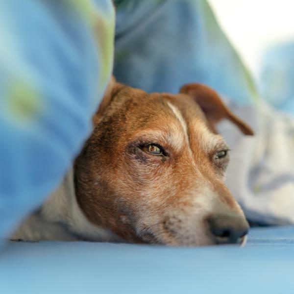 por qué mi perro se despierta cuando me despierto