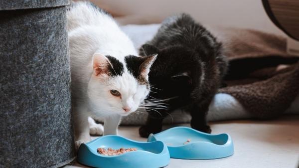 Los veterinarios coinciden: “La comida de los gatos debe estar lejos del agua y del arenero” - Nunca coloques el comedero junto al arenero: esta es la razón