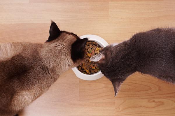 Los veterinarios coinciden: “La comida de los gatos debe estar lejos del agua y del arenero” - Por qué los gatos prefieren separar la comida del agua